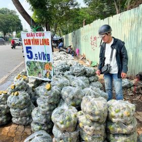 giải cứu cam sành