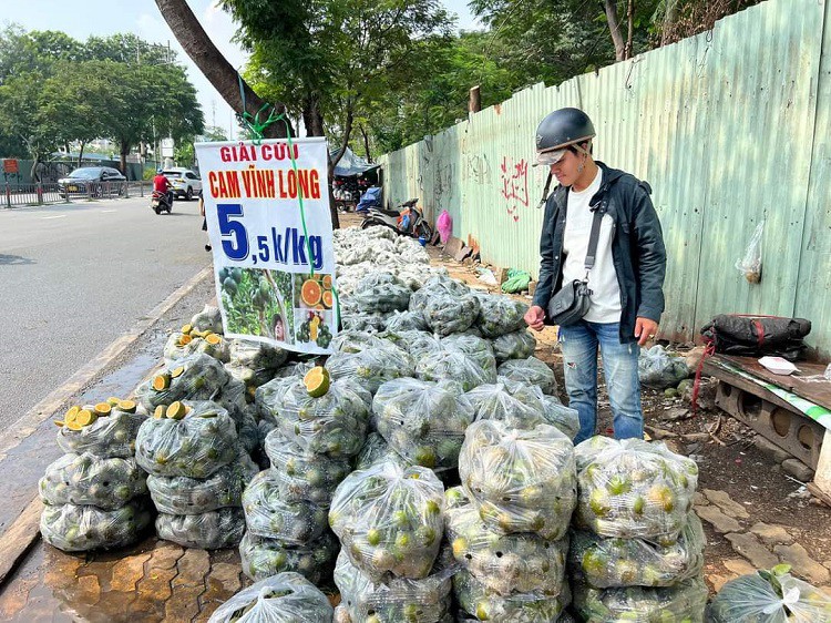 giải cứu cam sành